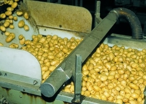 Lebensmittel Trocknungsanlage - Kartoffeln Oberflächentrocknung